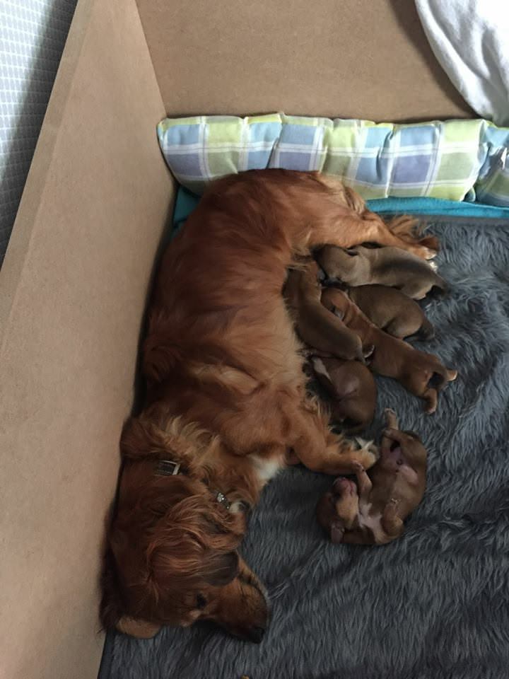 Puppy 5.jpg