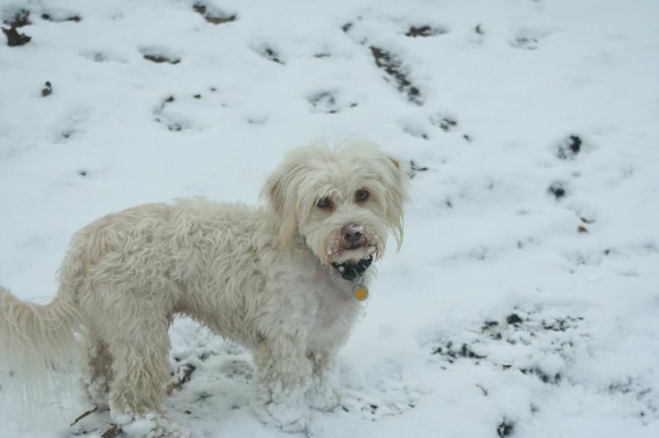 Floris in de sneeuw.jpg